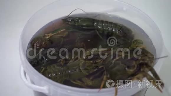 活的小龙虾在一桶水中蠕动