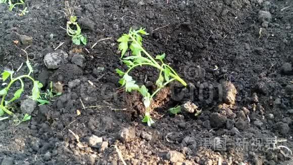 动手种植植物，自然园艺，洒春天