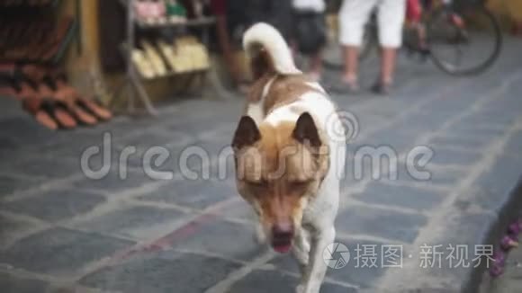 可爱的无家可归的狗在亚洲市场附近的街道的镜头一侧。 有着可爱眼睛的无家可归宠物