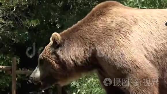 两只棕熊野生动物视频