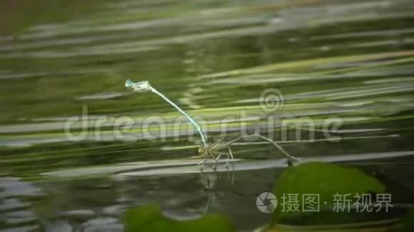 蜻蜓在南布格河水生植物上产卵视频