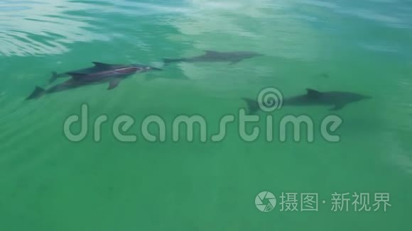 四只海豚在水中的宽景拍摄