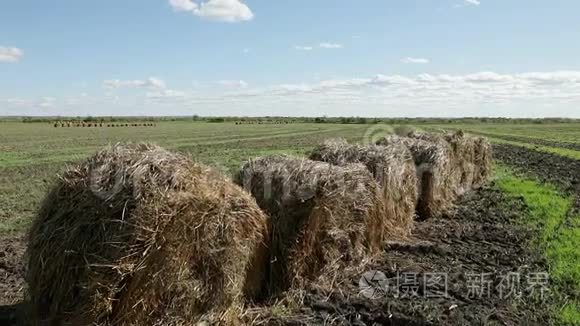 俄罗斯绿茵场上的圆草捆视频