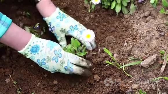 女人在床上栽花视频