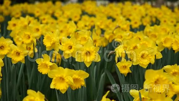 春天的花朵系列：微风中田野中黄色水仙花、山茶花、视频放大、近景、4K