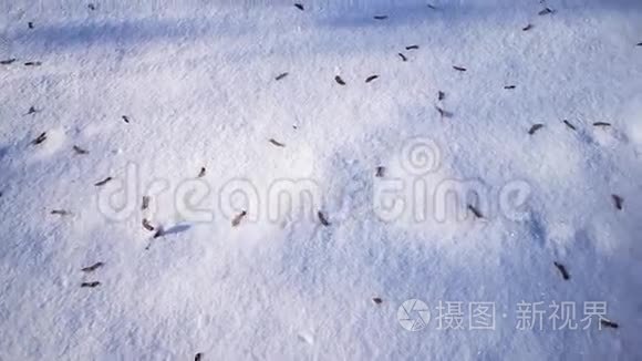 地上的雪闪闪发光视频