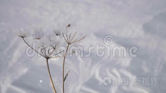 晴天冬雪地背景下霜冻干植物视频