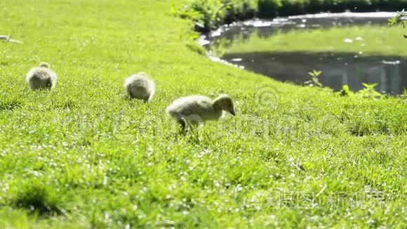 郁郁葱葱的小鸭子特写视频