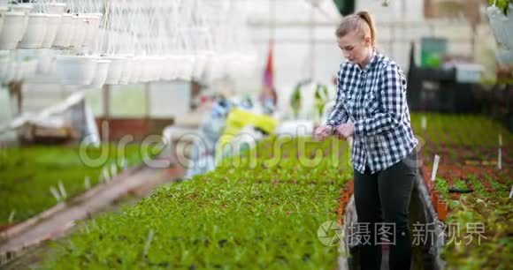 园艺师在温室农业中考察花卉视频