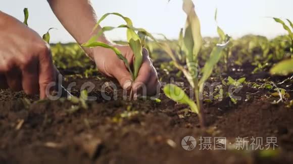 农夫在地里检查春天的玉米芽视频
