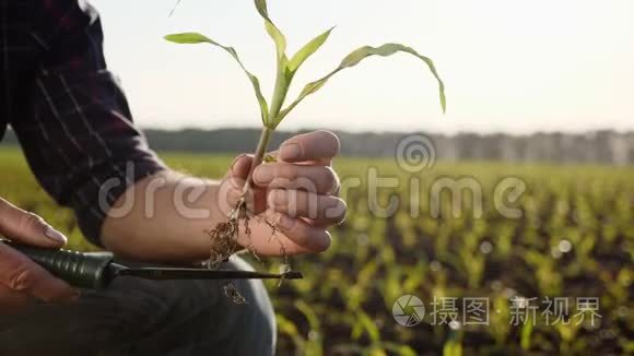 农夫在地里检查春天的玉米芽