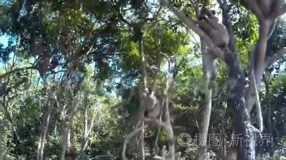 许多猴子在树上盯着摄像机