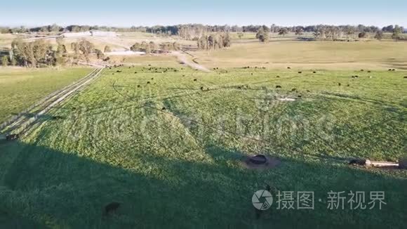 日落时田野里牛群的田园景象视频