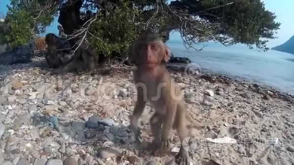 小猴子看着相机爬树视频