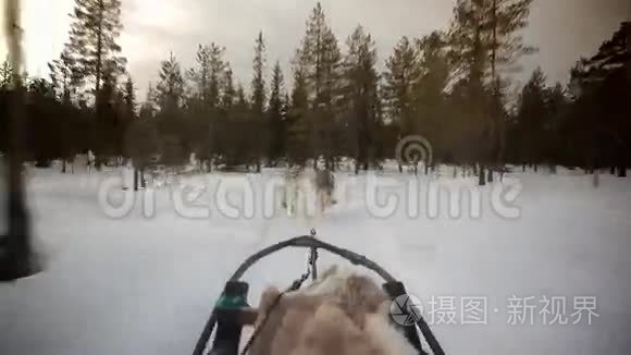 雪橇狗视频