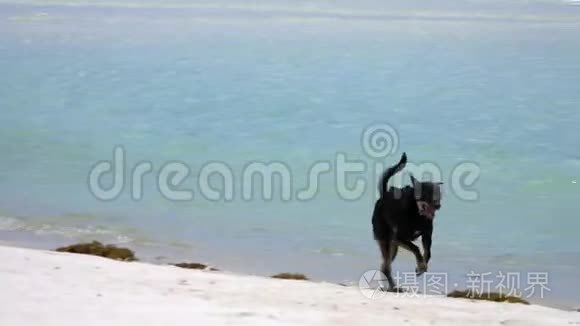 狗狗沿沙滩向热带绿松石海奔跑视频