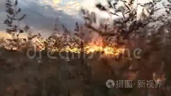 橙色的夕阳穿过一片种子视频