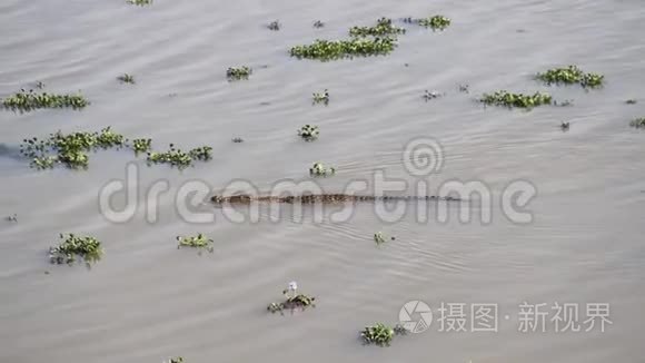 野生鳄鱼在河里游泳视频