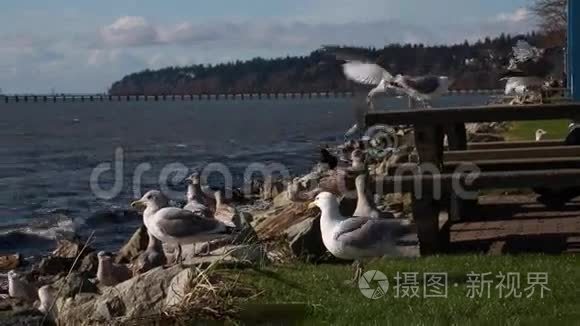 海鸥海洋长椅视频