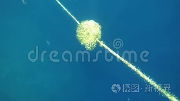 在满是贝壳的海里绳索视频