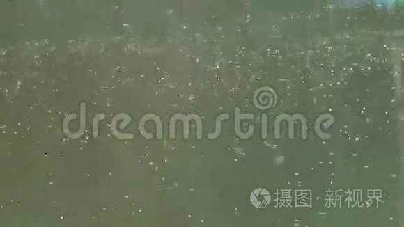 在水面上飞的虫子视频