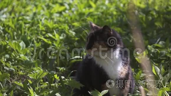 花猫在草地上打哈欠视频