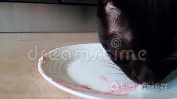 猫从盘子里慢吞吞地吃冰淇淋视频