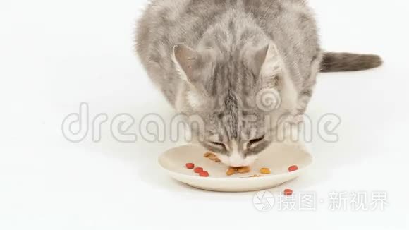 高贵猫的食物视频