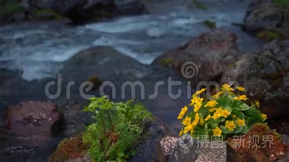 黄河背景上的黄色野花视频