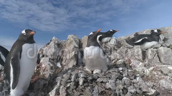 南极洲企鹅争夺鹅卵石巢视频