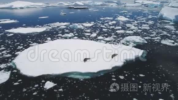 南极峭壁海豹休息冰山鸟瞰