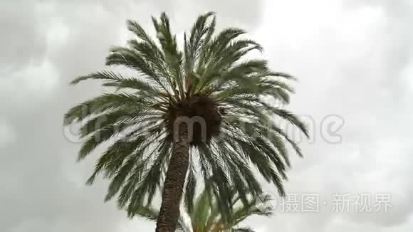 棕榈雨云时间流逝视频