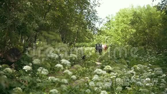 马群在夏天的田野上驰骋视频