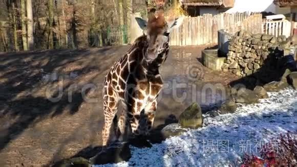 开放动物园里的小长颈鹿视频