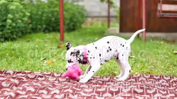 达尔马提亚小狗在院子里玩耍视频