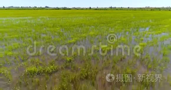 水稻种植绿田景观视频