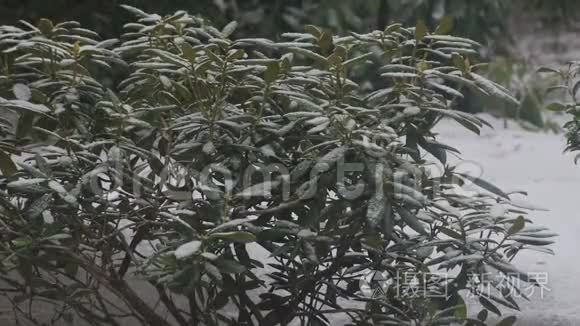 冬天杜鹃花丛上下着浅雪视频