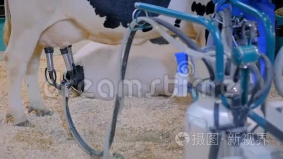 奶牛场自动挤奶设备视频