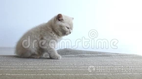 英国北方紫薇小猫吃完饭视频