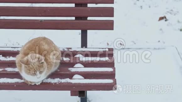 可怜的无家可归的宠物猫在寒冷的冬天的雪中生存