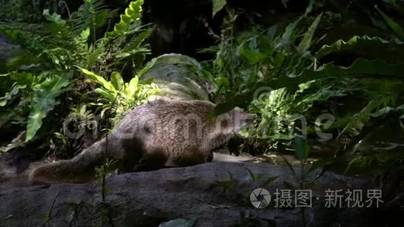 吃螃蟹的猫鼬傍晚在大自然野生动物中行走的慢动作