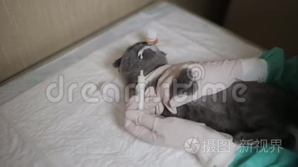 兽医诊所的护士给一只小猫的嘴里注射`虫子