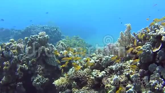 热带珊瑚礁上鱼的浅滩视频