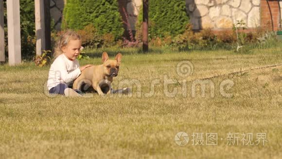 法国斗牛犬缓慢地穿过草坪视频