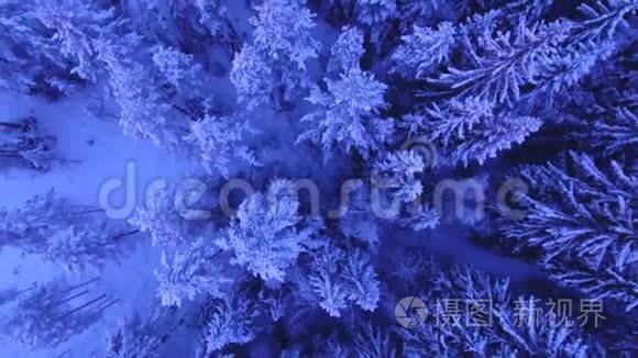 冬季景观上方的雪树视频