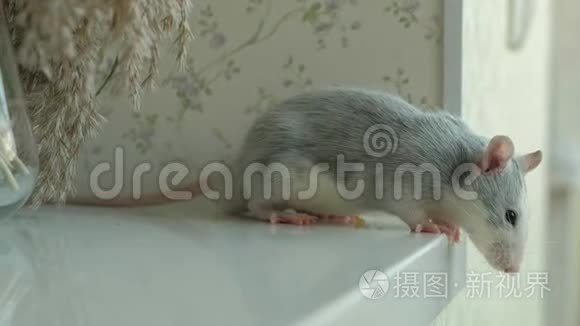 房子里窗台上的老鼠，老鼠，宠物
