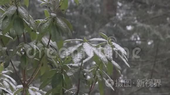 冬天杜鹃花上的雪慢慢视频