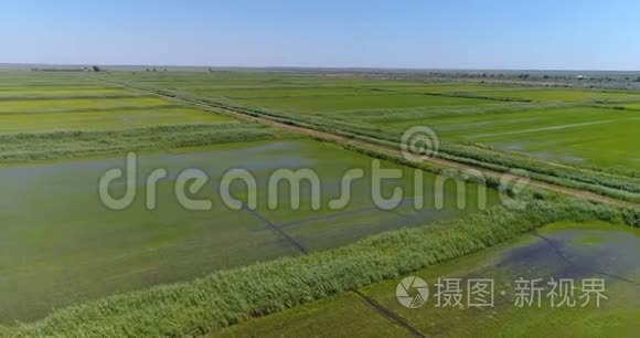 水稻种植绿田景观视频