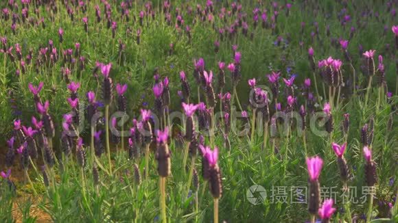 春天的情人节花宴视频