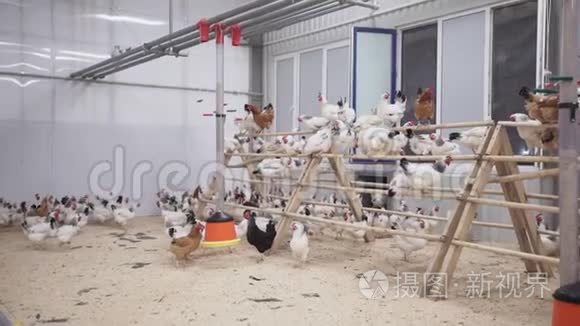 很多白鸡坐在围栏上在谷仓里跑来跑去